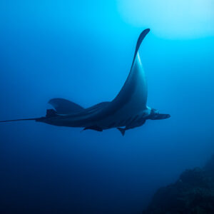 Giant oceanic manta ray with raised wing above rocky slope, El Cañón (San Benedicto), Revillagigedo, Mexico