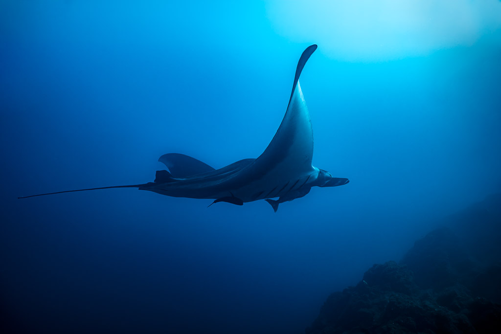 Giant oceanic manta ray with raised wing above rocky slope, El Cañón (San Benedicto), Revillagigedo, Mexico