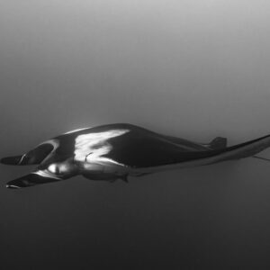 Black-and-white giant oceanic manta ray gliding in side view, El Cañón (San Benedicto), Revillagigedo, Mexico