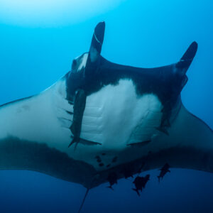 Giant oceanic manta ray belly view with remoras and gill slits, El Cañón (San Benedicto), Revillagigedo, Mexico