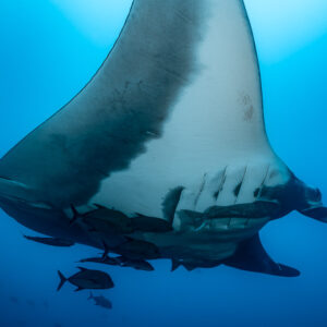 Close-up of giant oceanic manta ray underside with remoras and jacks, El Cañón (San Benedicto), Revillagigedo, Mexico