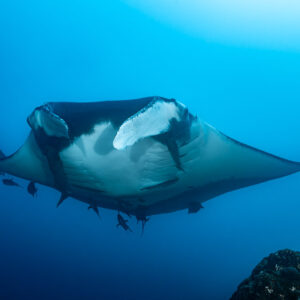 Giant oceanic manta ray head-on, cephalic fins open, over reef, El Cañón (San Benedicto), Revillagigedo, Mexico