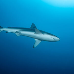 Silky shark swimming in profile in open blue water, El Cañón (San Benedicto), Revillagigedo, Mexico