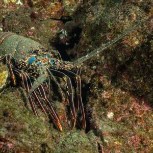 Spiny lobster with blue-spotted legs on an algae-covered rock, El Cañón (San Benedicto), Revillagigedo, Mexico