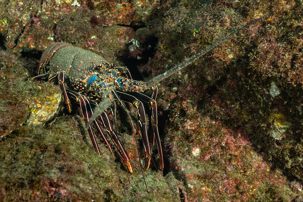 Spiny lobster with blue-spotted legs on an algae-covered rock, El Cañón (San Benedicto), Revillagigedo, Mexico