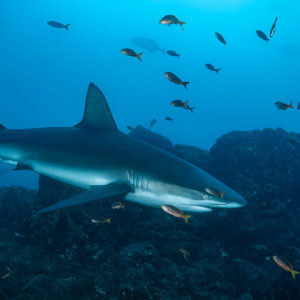Galapagos shark gliding past a rock with orange fish around, El Cañón (San Benedicto), Revillagigedo, Mexico