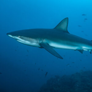 Silky shark in three-quarter view swimming above rocks, El Cañón (San Benedicto), Revillagigedo, Mexico