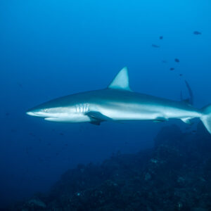Slender silky shark in profile over a dark rocky slope, El Cañón (San Benedicto), Revillagigedo, Mexico