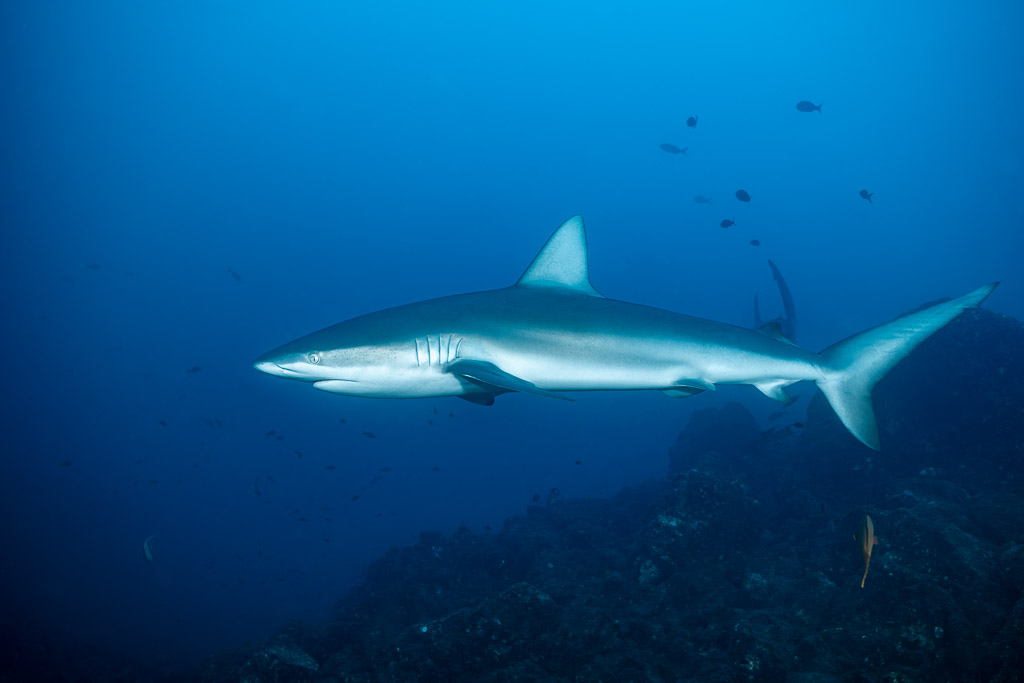 Slender silky shark in profile over a dark rocky slope, El Cañón (San Benedicto), Revillagigedo, Mexico
