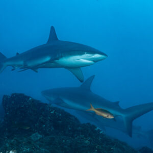 Two sharks passing over rocks with a creolefish nearby, El Cañón (San Benedicto), Revillagigedo, Mexico