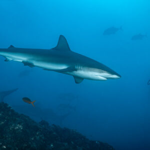 Silky shark swimming past a diver along a rocky slope, El Cañón (San Benedicto), Revillagigedo, Mexico