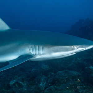 Close-up of silky shark head, gill slits and tall dorsal fin, El Cañón (San Benedicto), Revillagigedo, Mexico