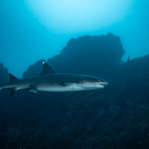 Whitetip reef shark swimming in front of a large rock arch, El Cañón (San Benedicto), Revillagigedo, Mexico