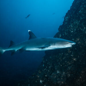 Whitetip reef shark swimming along a dark rock wall, El Cañón (San Benedicto), Revillagigedo, Mexico