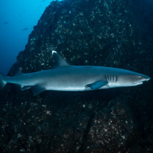 Whitetip reef shark close to a rock wall, side view, El Cañón (San Benedicto), Revillagigedo, Mexico