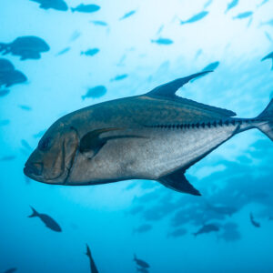 Black jack swimming in front of a school of fish in blue water, El Cañón (San Benedicto), Revillagigedo, Mexico