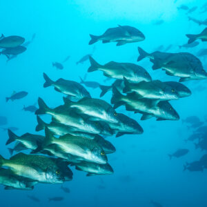 Tight school of grunts swimming in blue water, El Cañón (San Benedicto), Revillagigedo, Mexico