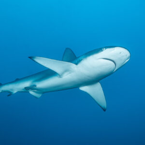Galapagos shark seen from below, white belly and pectoral fins, El Cañón (San Benedicto), Revillagigedo, Mexico
