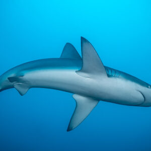 Galapagos shark curving its body seen from below, El Cañón (San Benedicto), Revillagigedo, Mexico