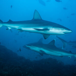 Group of Galapagos sharks passing over a rocky reef, El Cañón (San Benedicto), Revillagigedo, Mexico
