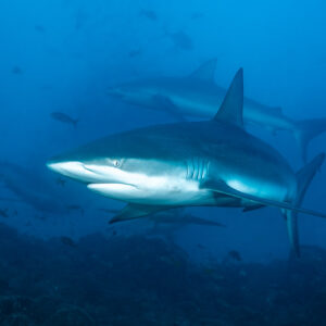 Galapagos shark approaching head-on with other sharks behind, El Cañón (San Benedicto), Revillagigedo, Mexico