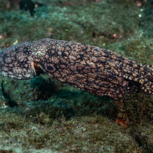 Octopus with reticulated pattern crawling over algae-covered rock, El Cañón (San Benedicto), Revillagigedo, Mexico