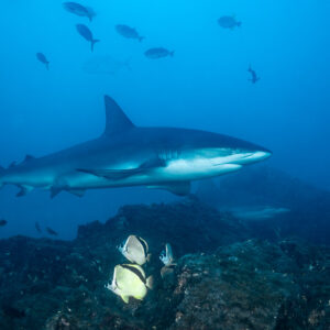 Silky shark over rocks with barberfish in the foreground, El Cañón (San Benedicto), Revillagigedo, Mexico