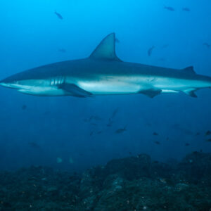 Silky shark cruising in profile above a rocky seabed, El Cañón (San Benedicto), Revillagigedo, Mexico