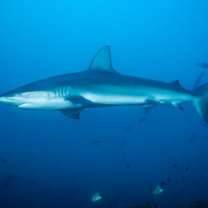 Silky shark in full profile in open blue water above barberfish, El Cañón (San Benedicto), Revillagigedo, Mexico