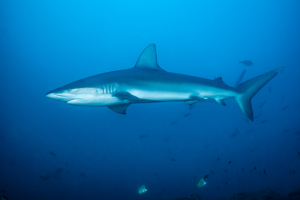 Silky shark in full profile in open blue water above barberfish, El Cañón (San Benedicto), Revillagigedo, Mexico