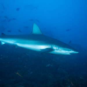 Silky shark swimming right to left above dark rocks, El Cañón (San Benedicto), Revillagigedo, Mexico