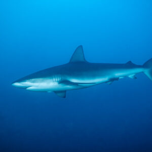 Silky shark swimming alone in uniform blue water, El Cañón (San Benedicto), Revillagigedo, Mexico