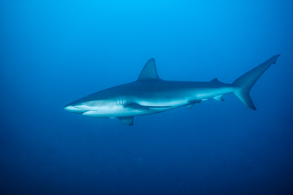 Silky shark swimming alone in uniform blue water, El Cañón (San Benedicto), Revillagigedo, Mexico