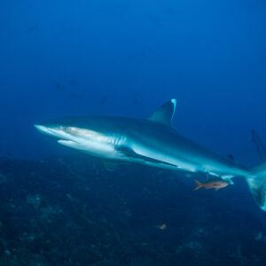 Silvertip shark with white-tipped fins swimming over rocks, El Cañón (San Benedicto), Revillagigedo, Mexico