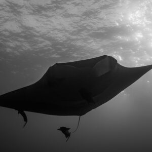 Black-and-white giant oceanic manta ray silhouette under the surface, El Boiler (San Benedicto), Revillagigedo, Mexico