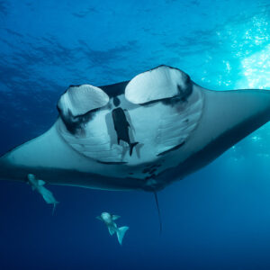 Giant oceanic manta ray belly view with remoras under sunlit surface, El Boiler (San Benedicto), Revillagigedo, Mexico