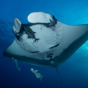 Giant oceanic manta ray underside with spots and remoras near surface, El Boiler (San Benedicto), Revillagigedo, Mexico