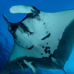 Close-up of giant oceanic manta ray belly spots and remoras, El Boiler (San Benedicto), Revillagigedo, Mexico