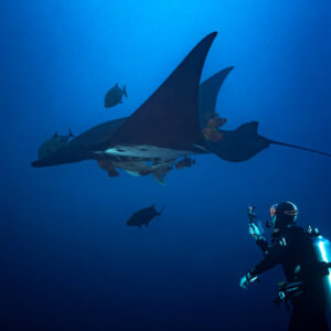 Diver filming a giant oceanic manta ray with Clarion angelfish, El Boiler (San Benedicto), Revillagigedo, Mexico