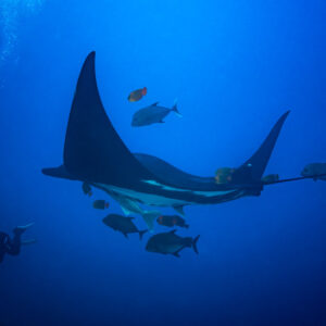 Giant oceanic manta ray with jacks and angelfish beside a diver, El Boiler (San Benedicto), Revillagigedo, Mexico