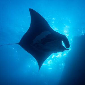 Giant oceanic manta ray silhouette against a rock wall and surface light, El Boiler (San Benedicto), Revillagigedo, Mexico