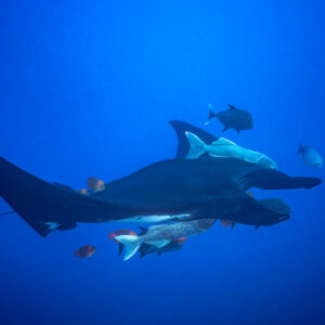 Giant oceanic manta ray with remoras and cleaner angelfish, El Boiler (San Benedicto), Revillagigedo, Mexico