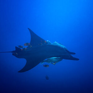 Giant oceanic manta ray with remoras on its back in deep blue, El Boiler (San Benedicto), Revillagigedo, Mexico