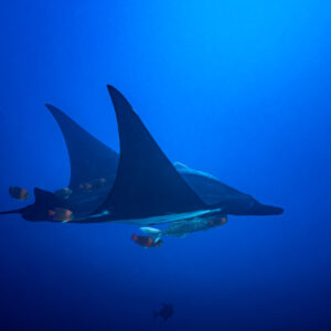 Giant oceanic manta ray banking with remoras and angelfish, El Boiler (San Benedicto), Revillagigedo, Mexico