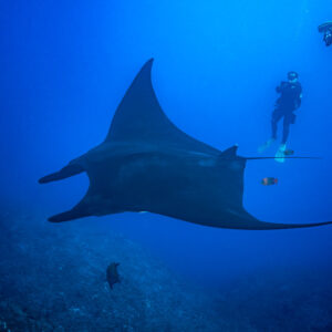 Giant oceanic manta ray passing two divers in the blue, El Boiler (San Benedicto), Revillagigedo, Mexico