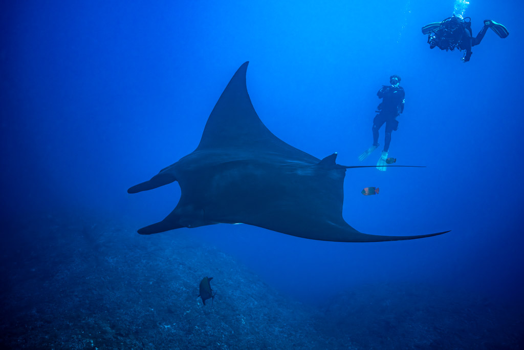 Giant oceanic manta ray passing two divers in the blue, El Boiler (San Benedicto), Revillagigedo, Mexico