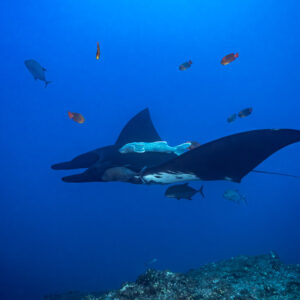 Giant oceanic manta ray cleaned by Clarion angelfish over the reef, El Boiler (San Benedicto), Revillagigedo, Mexico