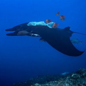 Giant oceanic manta ray turning above reef with angelfish and remoras, El Boiler (San Benedicto), Revillagigedo, Mexico