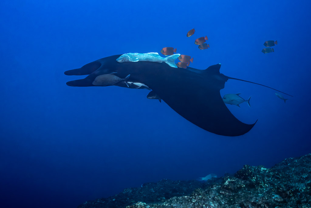 Giant oceanic manta ray turning above reef with angelfish and remoras, El Boiler (San Benedicto), Revillagigedo, Mexico