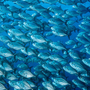 Dense school of jacks filling the frame, vertical format, El Boiler (San Benedicto), Revillagigedo, Mexico